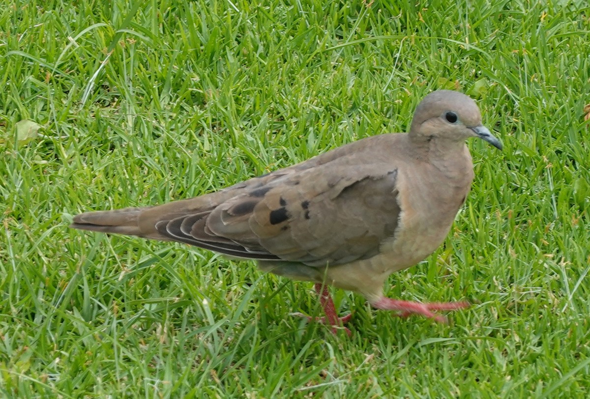 Eared Dove - ML646168232