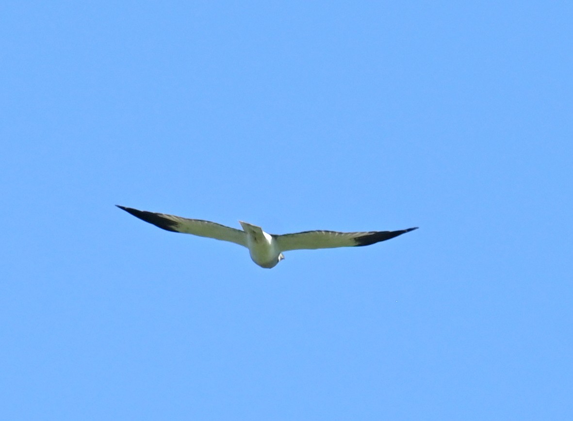 Hen Harrier - ML646168233
