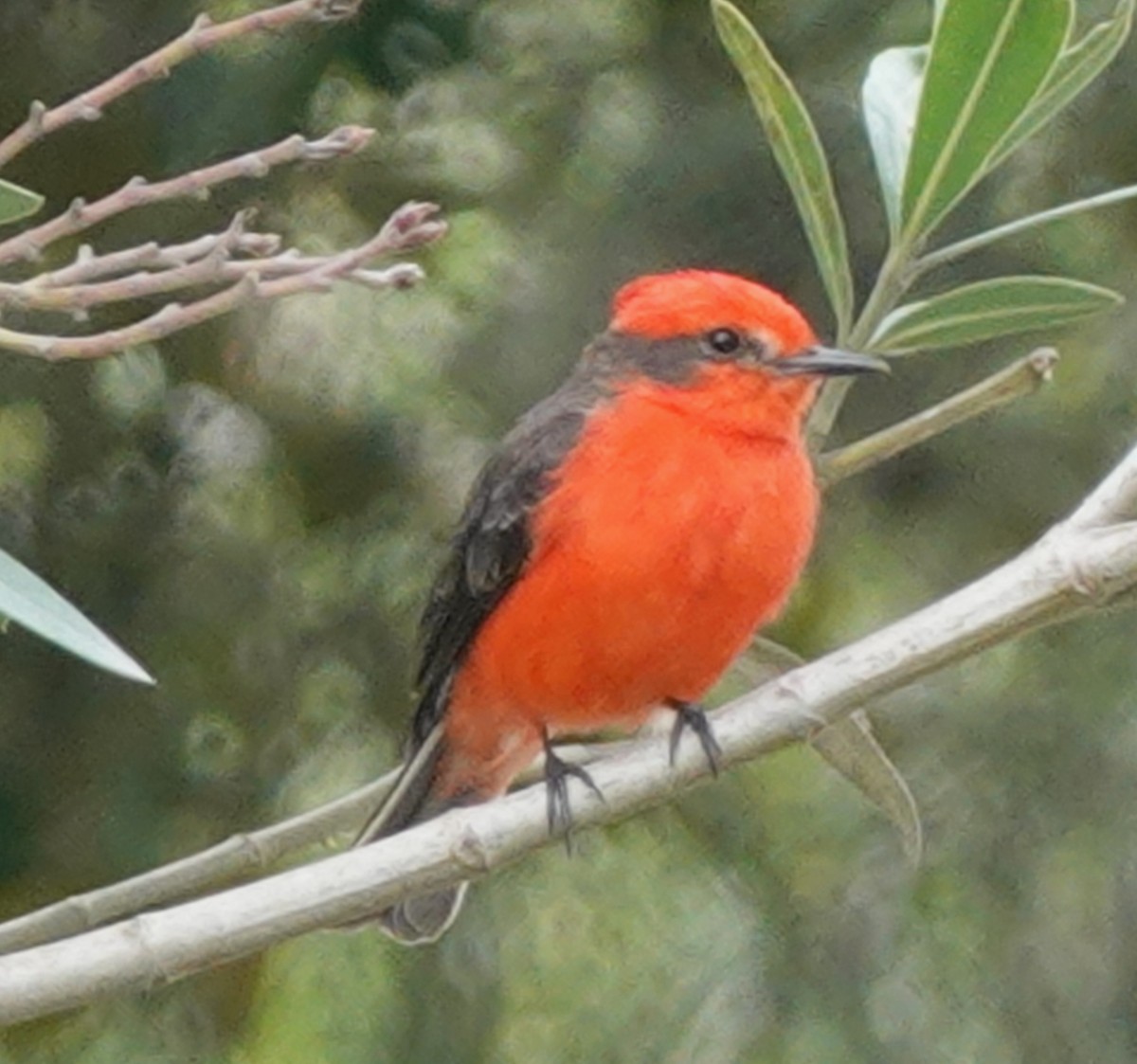 Vermilion Flycatcher - ML646168235