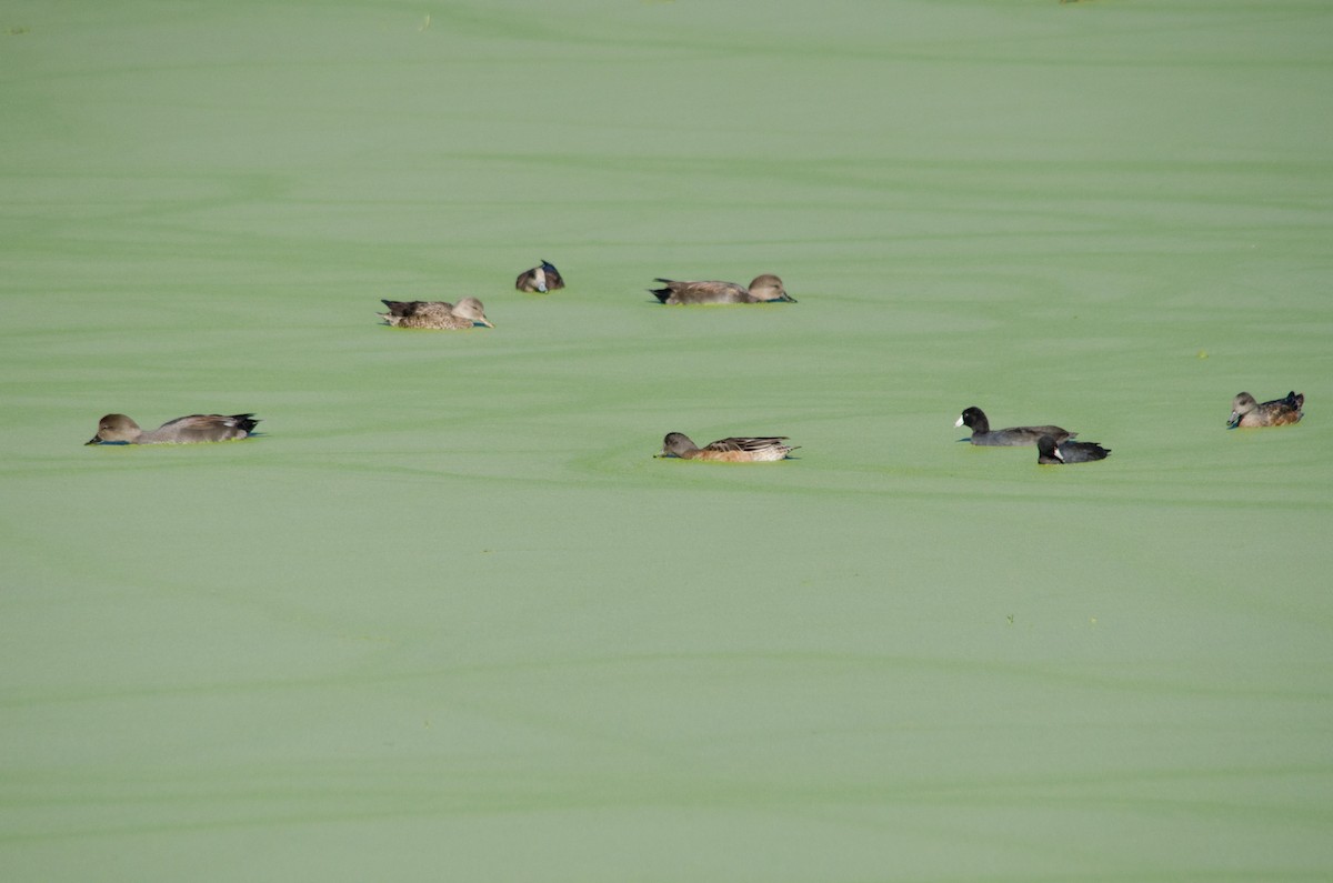 Gadwall - ML646168236