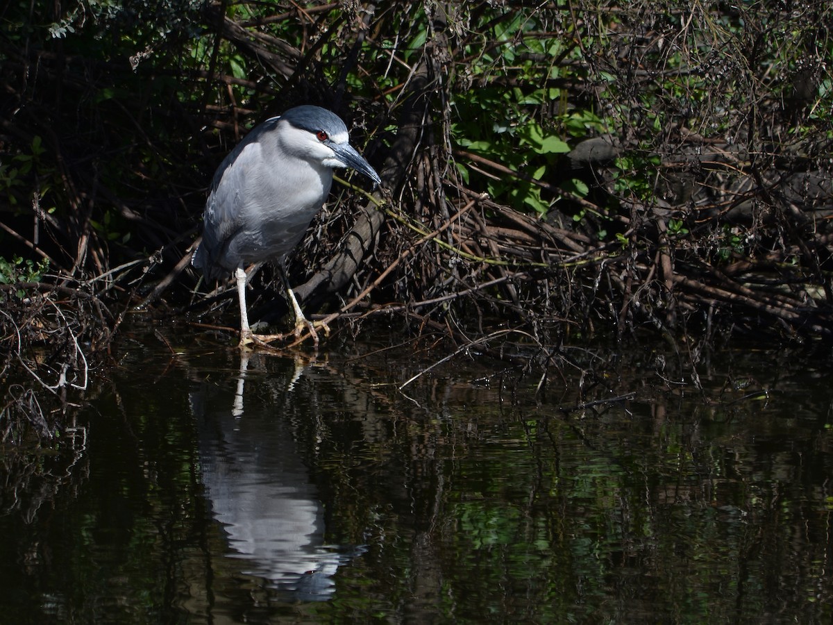 Black-crowned Night Heron - ML646168237