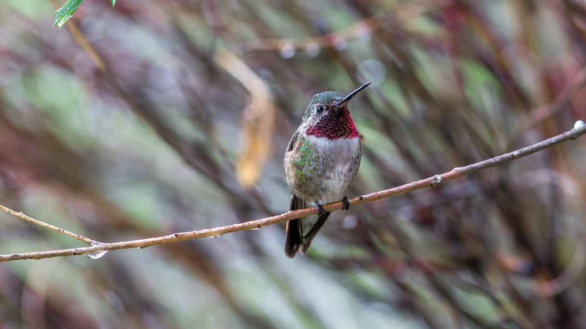 Broad-tailed Hummingbird - ML646168239