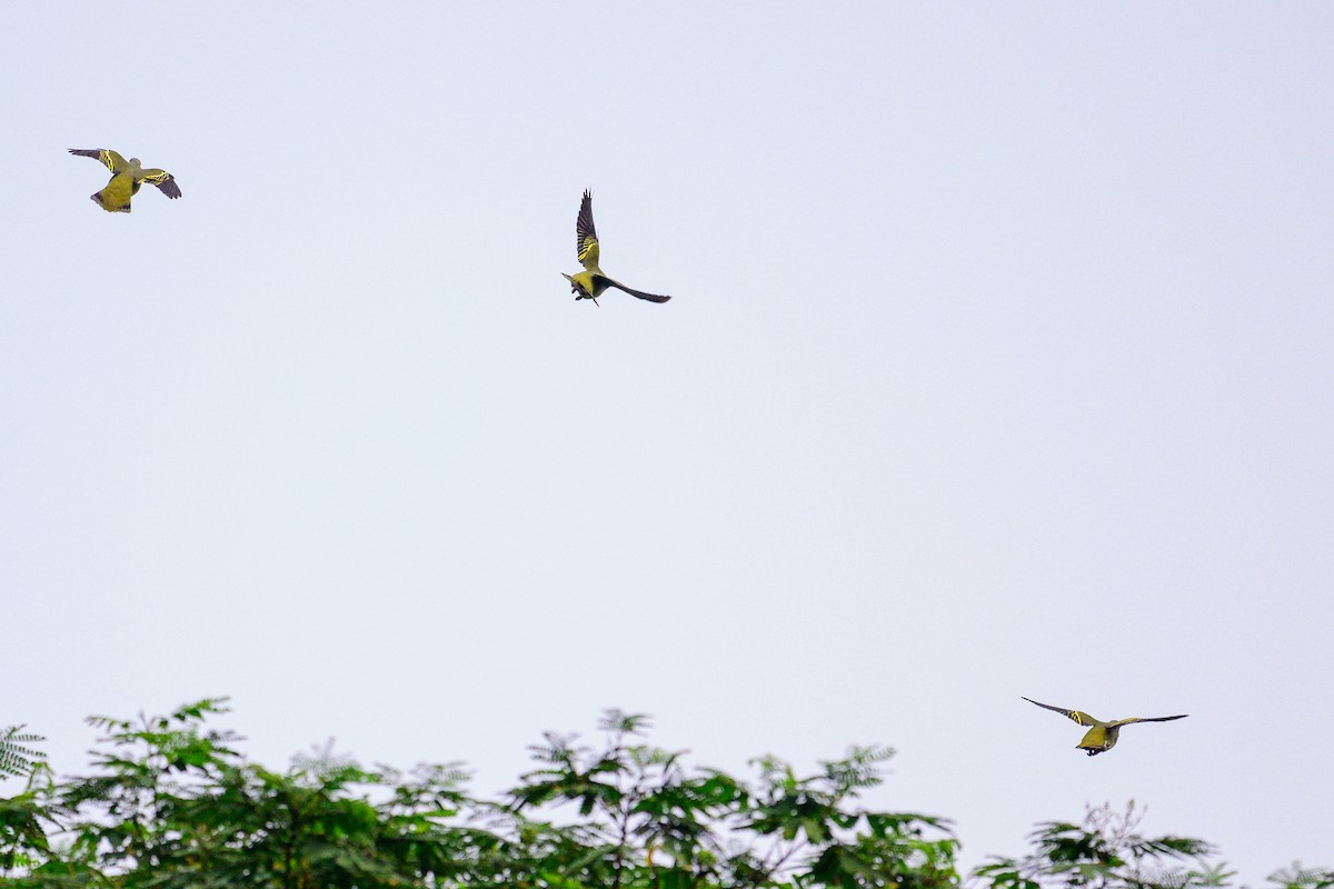 Gray-fronted Green-Pigeon - ML646168240