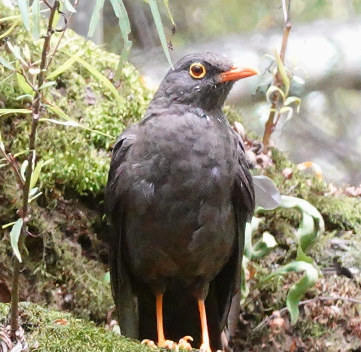 Great Thrush - ML646168241