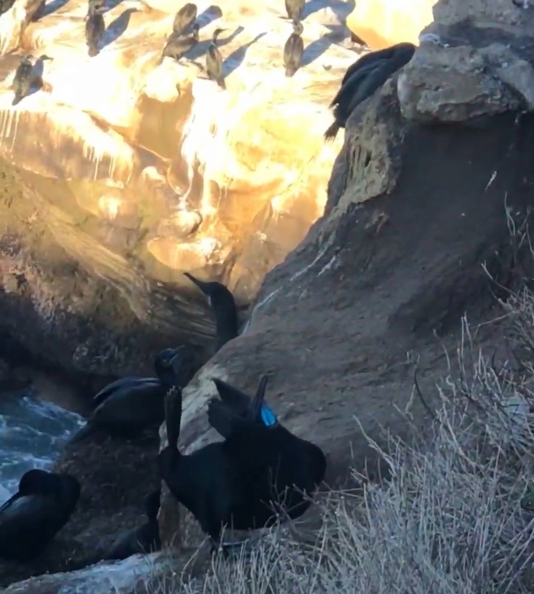 Brandt's Cormorant - ML646168242