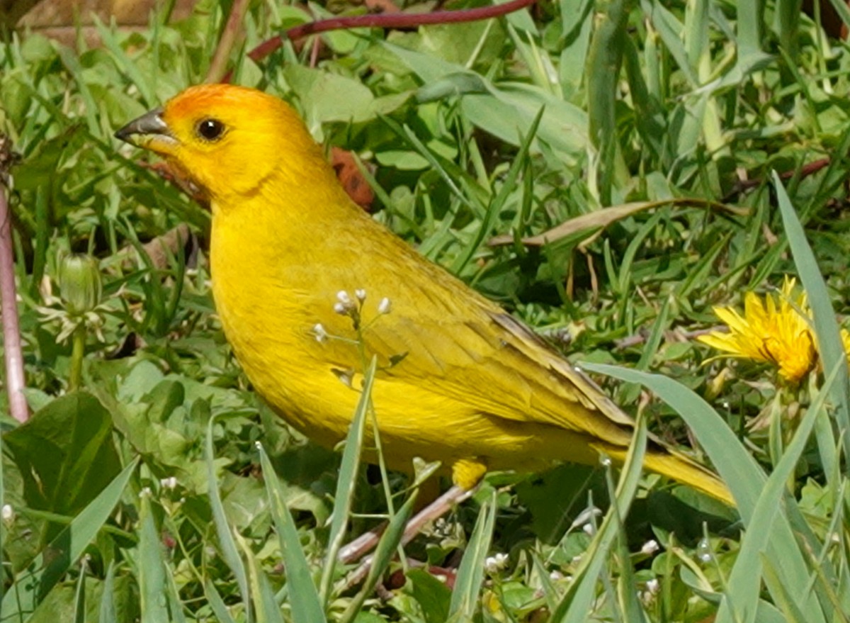 Saffron Finch - ML646168243