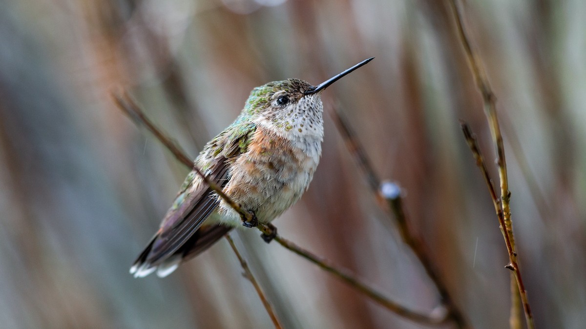 Calliope Hummingbird - ML646168245