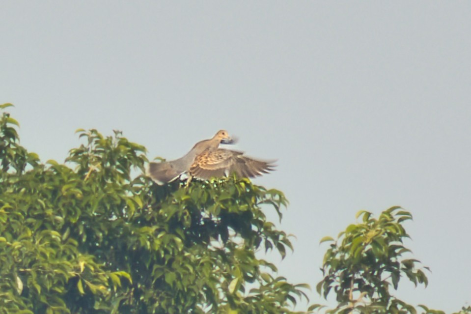 Oriental Turtle-Dove - ML646168254