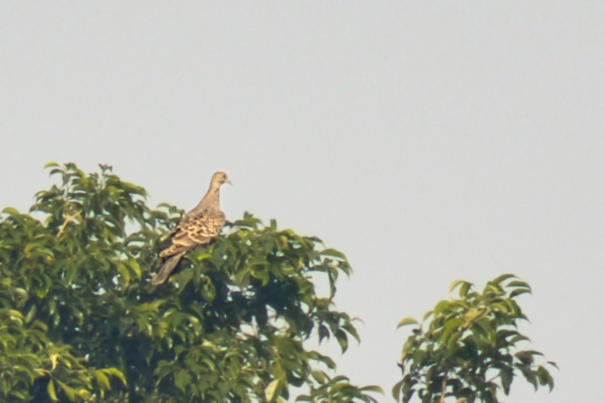 Oriental Turtle-Dove - ML646168255