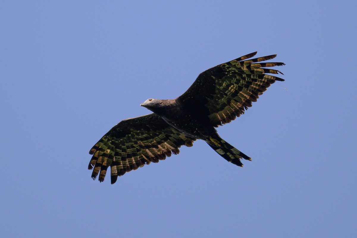 Oriental Honey-buzzard - ML646168257