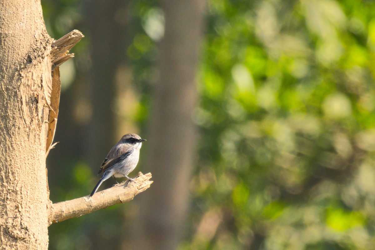 Gray Bushchat - ML646168258