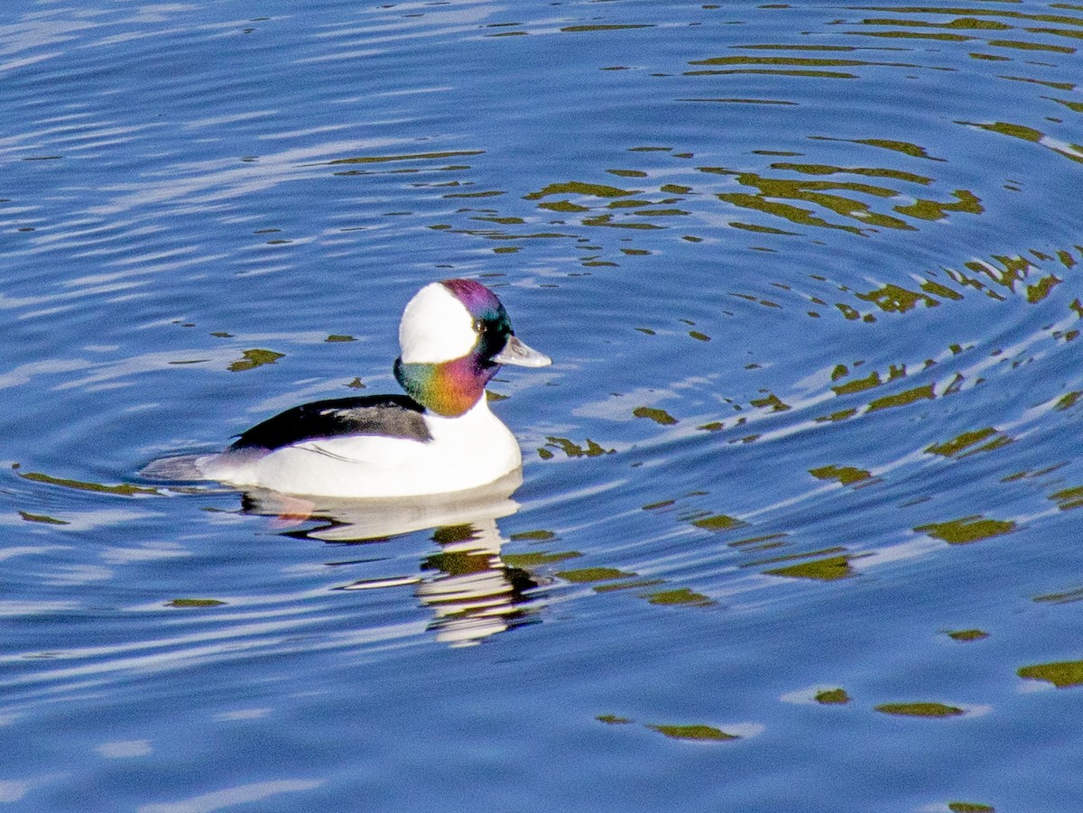 Bufflehead - ML646168259