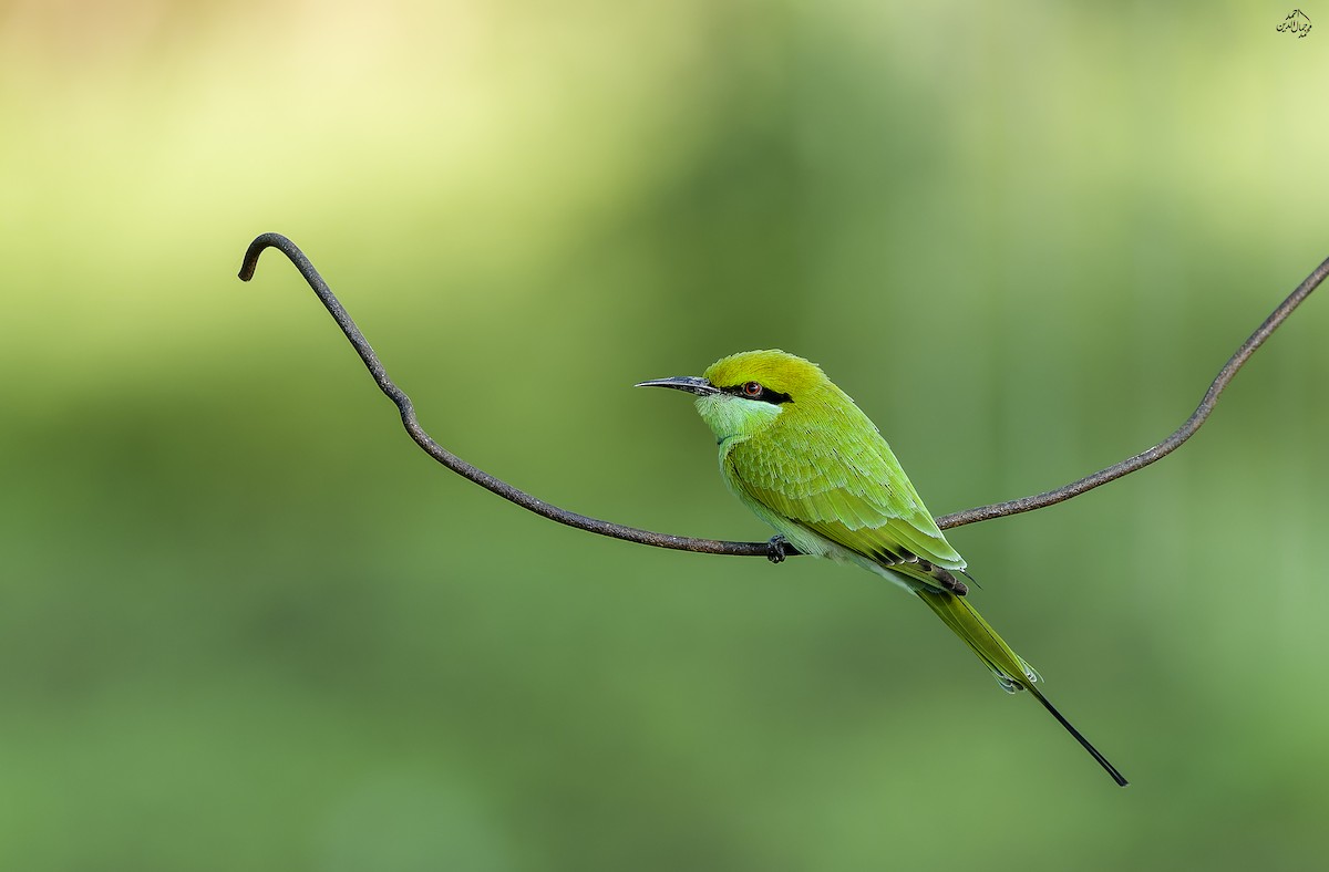 Asian Green Bee-eater - ML646168260