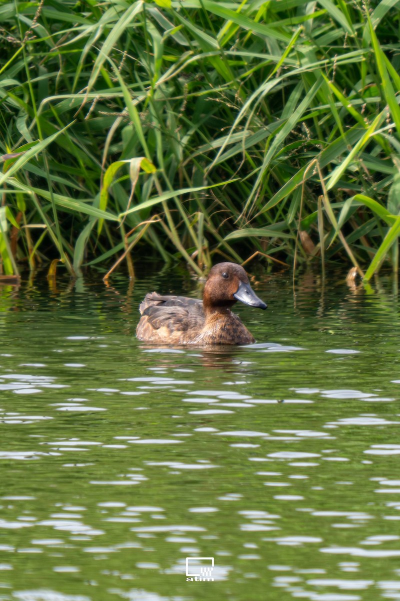 Ferruginous Duck - ML646168261