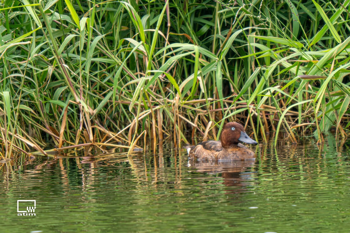 Ferruginous Duck - ML646168262