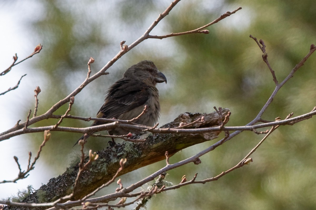 Parrot Crossbill - ML646168264