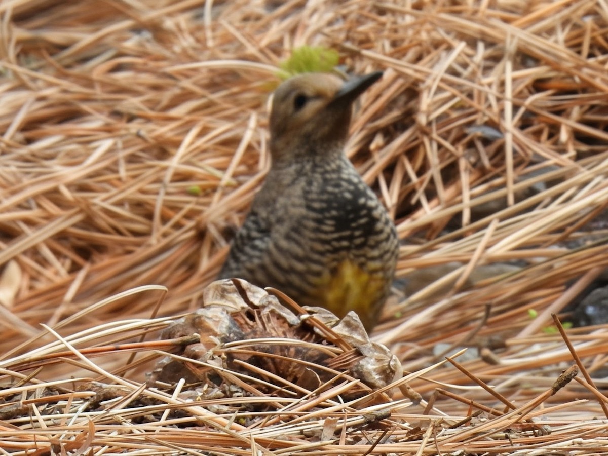 Williamson's Sapsucker - ML646168265