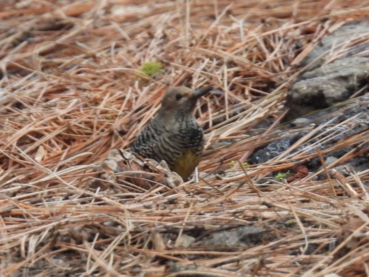Williamson's Sapsucker - ML646168266