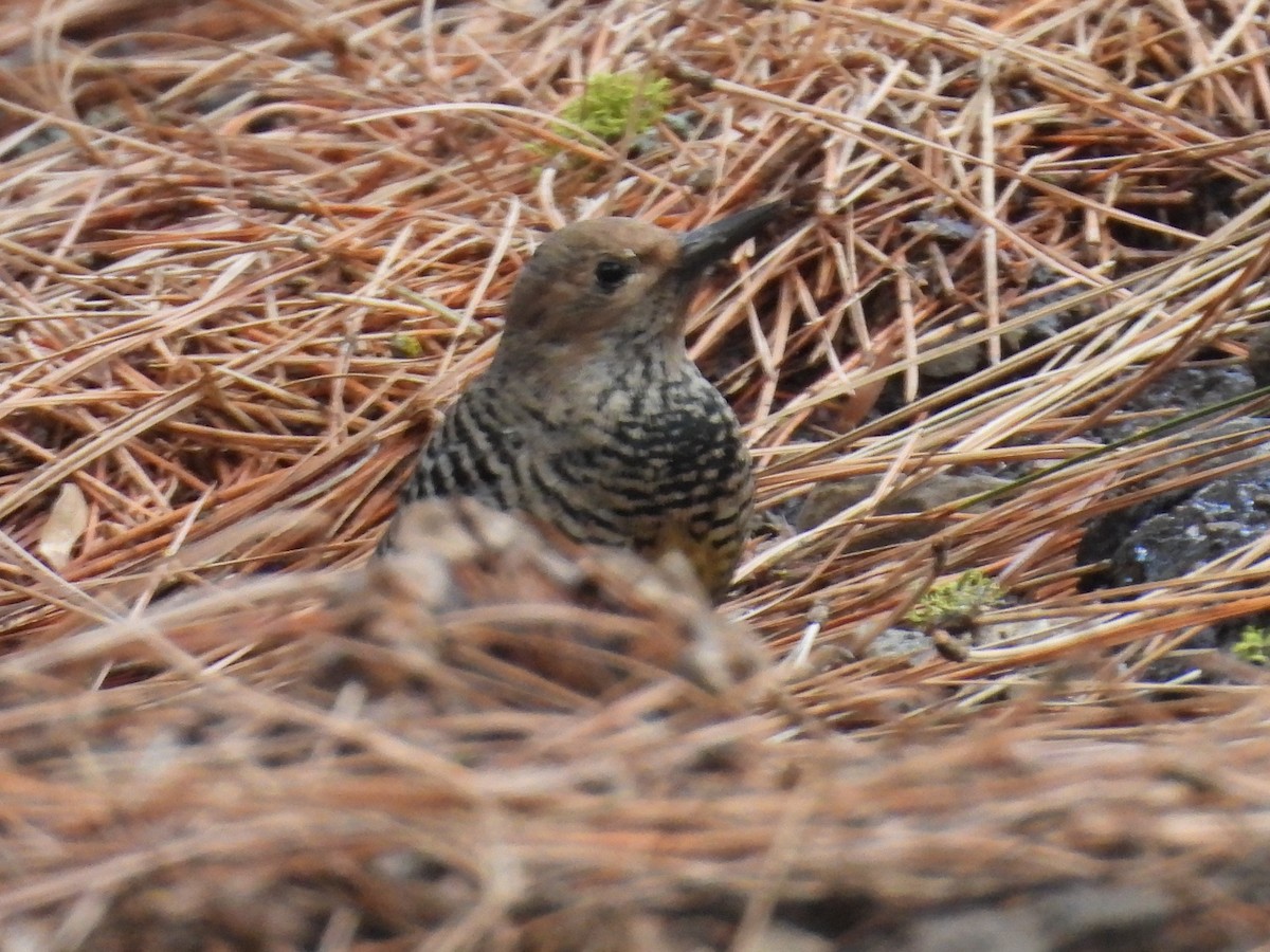 Williamson's Sapsucker - ML646168267