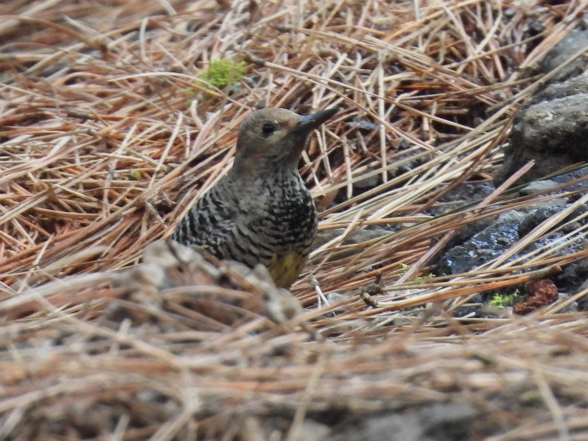 Williamson's Sapsucker - ML646168268
