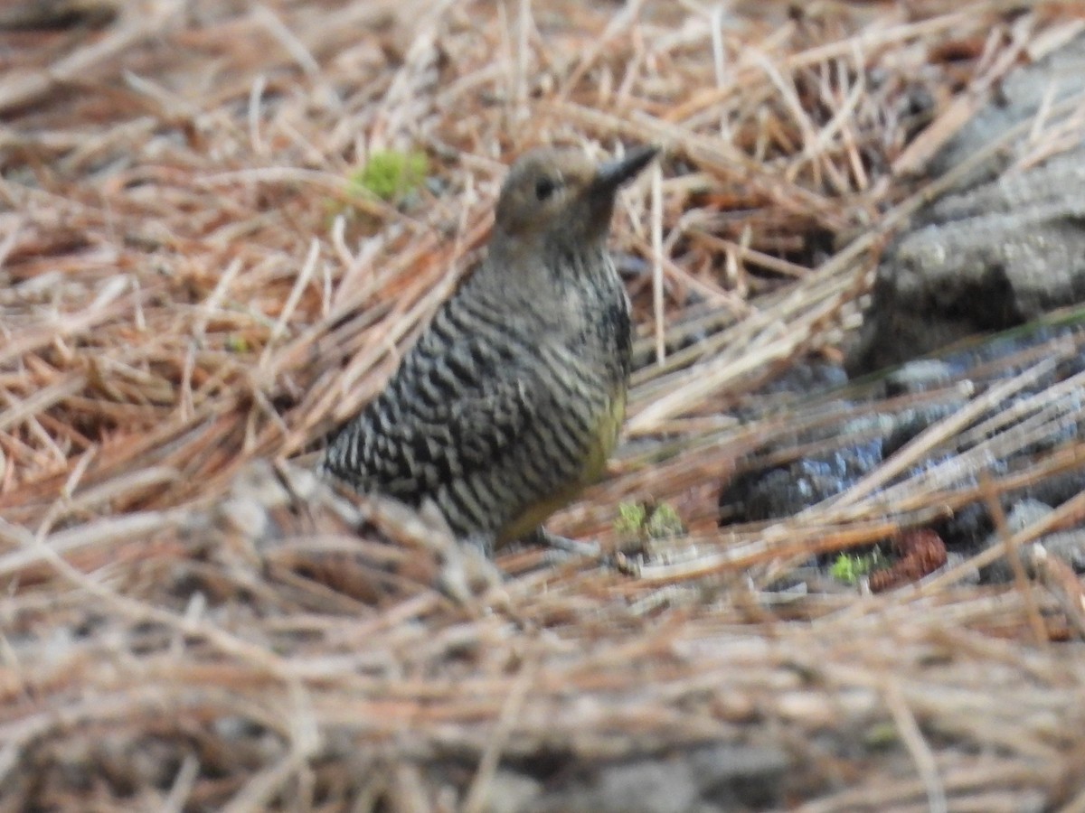 Williamson's Sapsucker - ML646168269