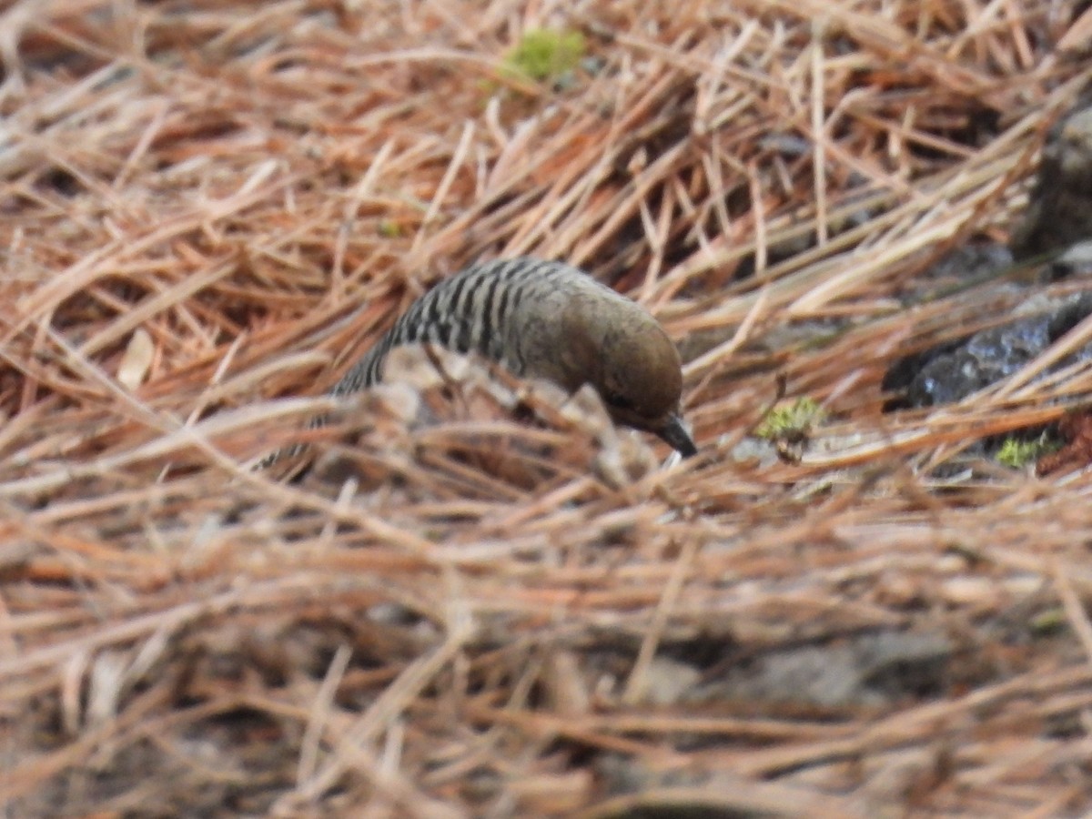Williamson's Sapsucker - ML646168270