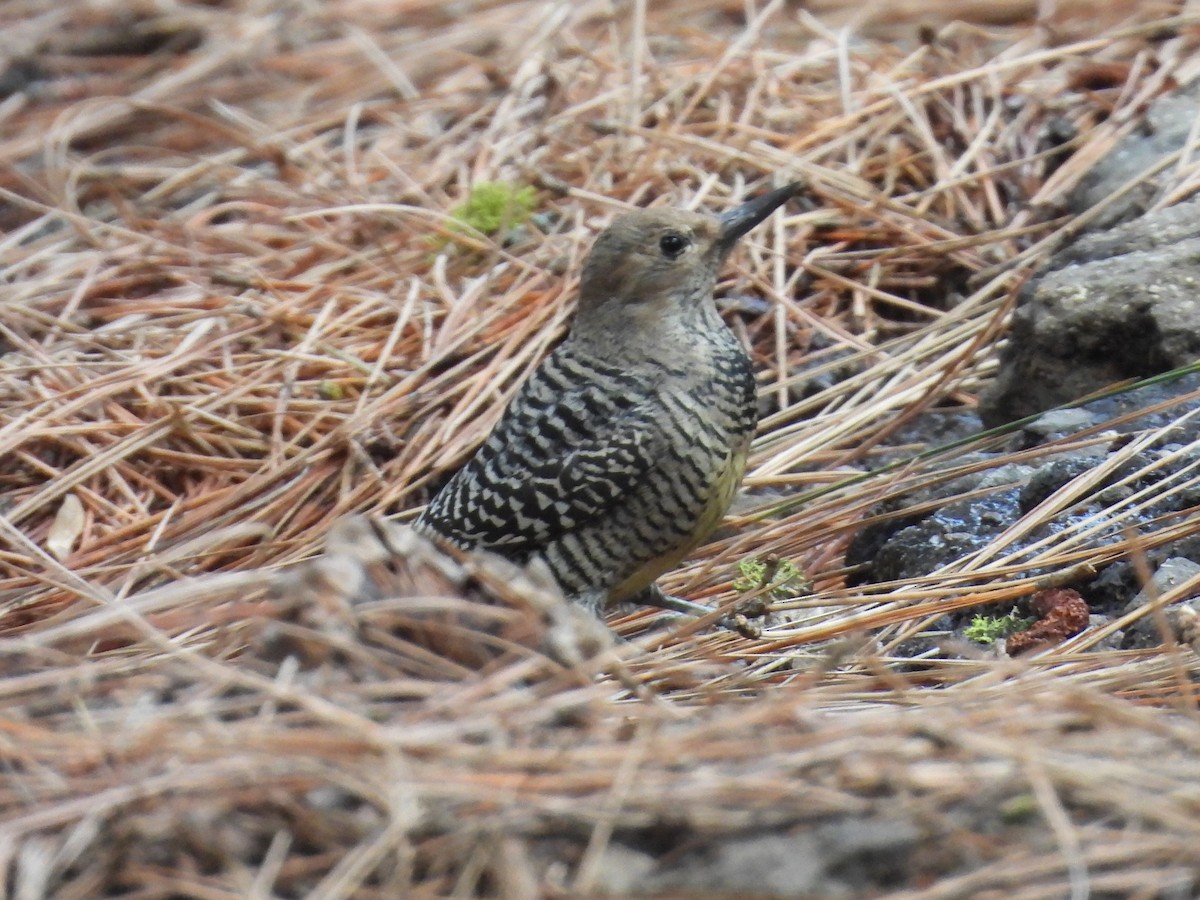Williamson's Sapsucker - ML646168271