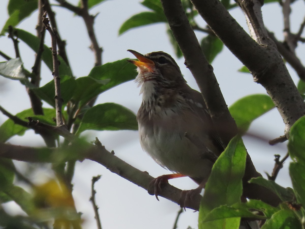 White-browed Scrub-Robin - ML646168272