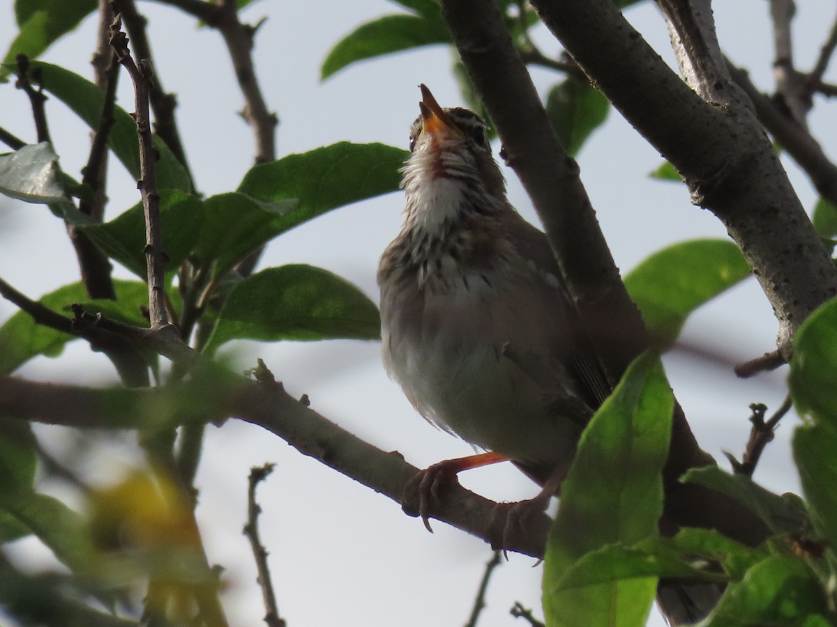 White-browed Scrub-Robin - ML646168273