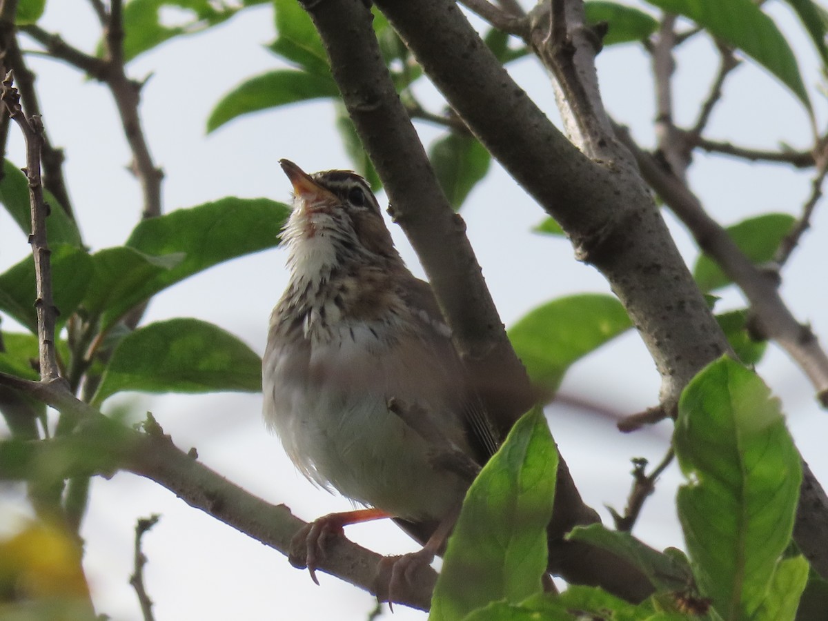 White-browed Scrub-Robin - ML646168274