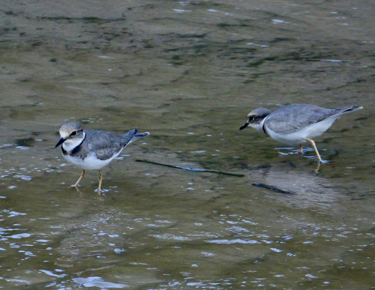 kulík dlouhozobý - ML646168275