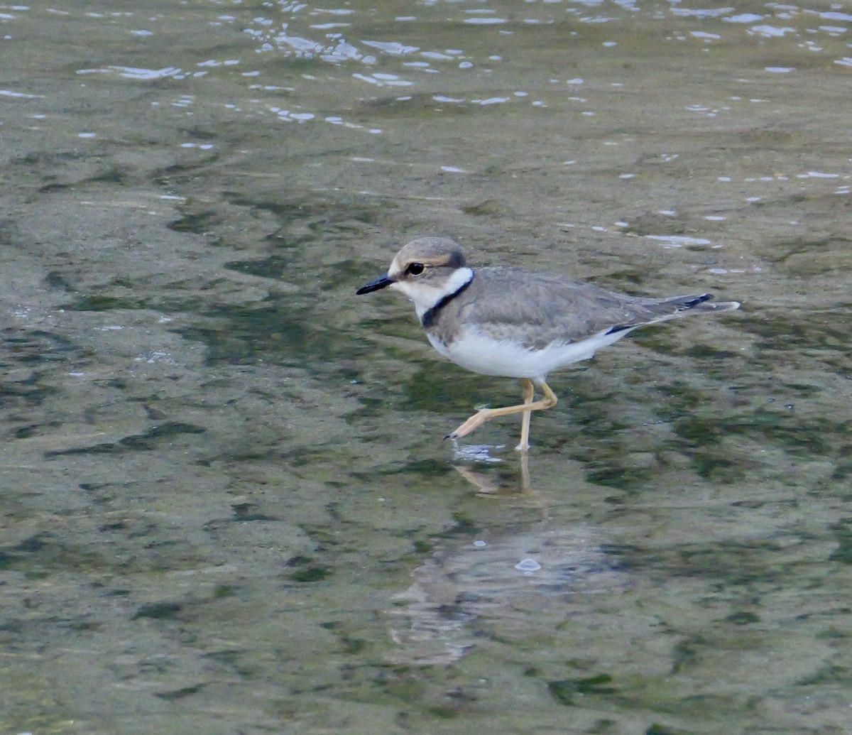 kulík dlouhozobý - ML646168276