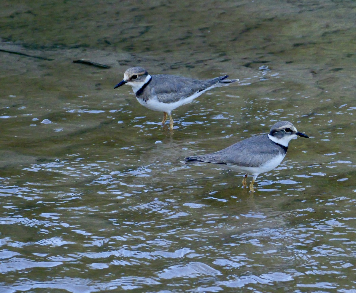 kulík dlouhozobý - ML646168277