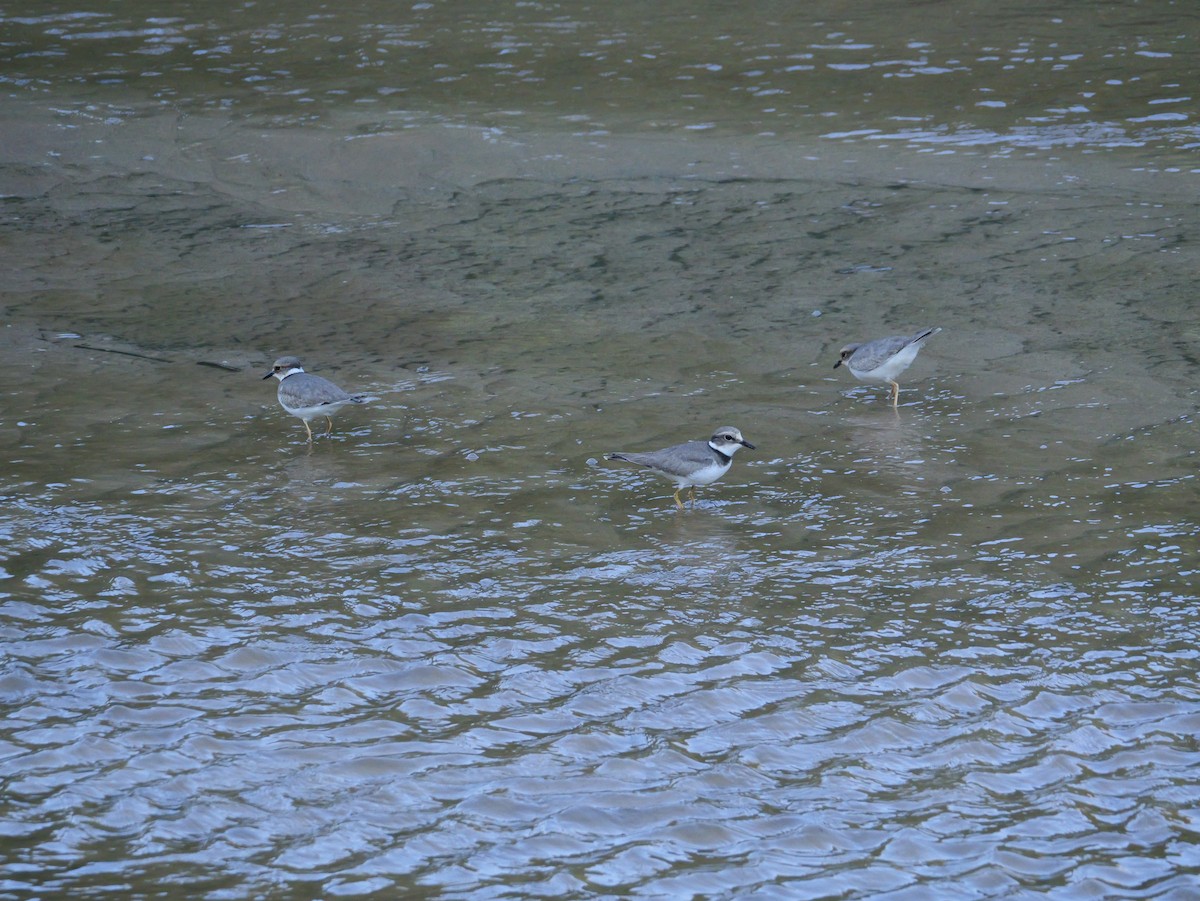 kulík dlouhozobý - ML646168278