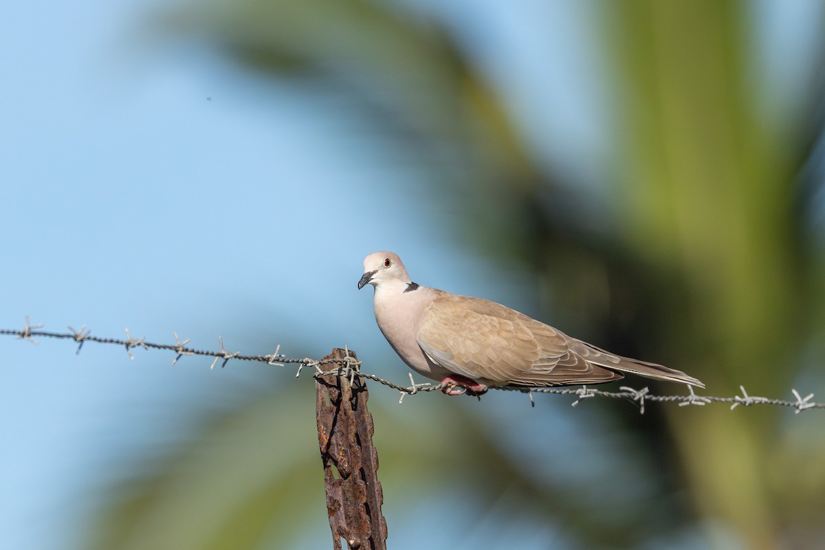 Ring-necked Dove - ML646168279
