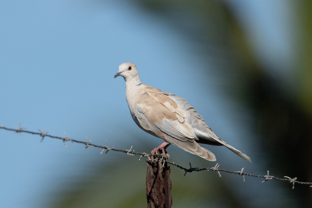 African Collared-Dove - ML646168280