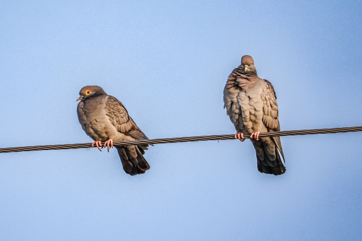 Yellow-eyed Pigeon - ML646168282