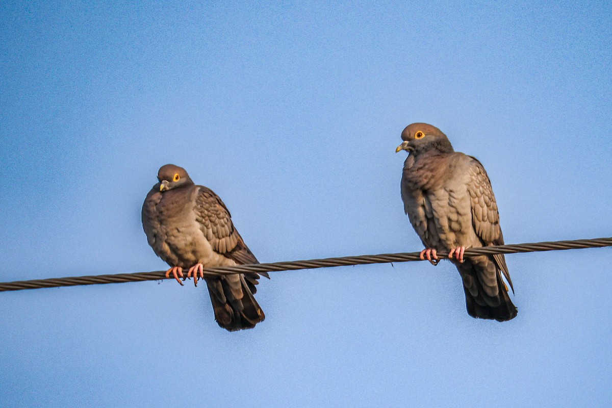 Yellow-eyed Pigeon - ML646168283