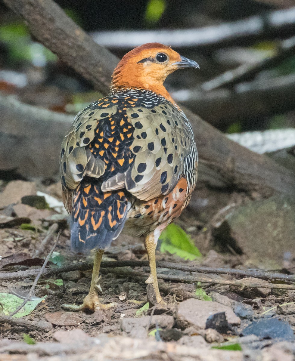 Ferruginous Partridge - ML646168285