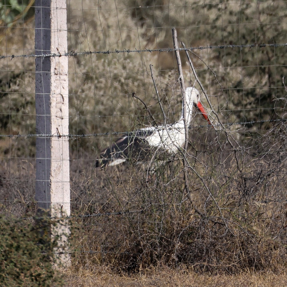White Stork - ML646168287
