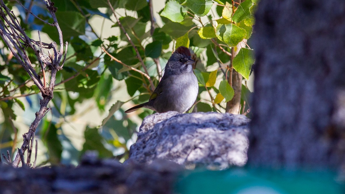 Green-tailed Towhee - ML646168289