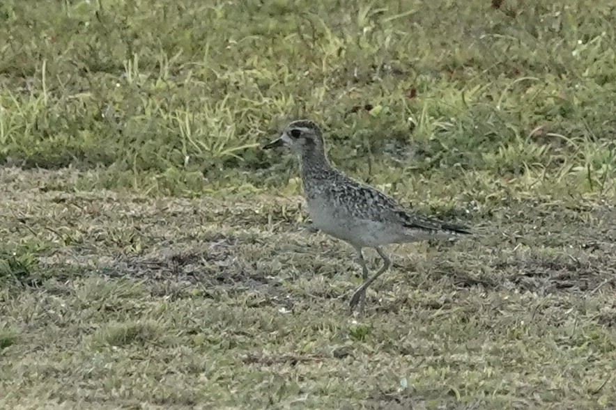 Pacific Golden-Plover - ML646168290