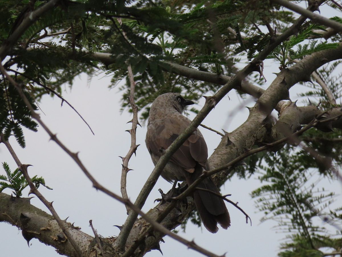 Black-lored Babbler - ML646168291
