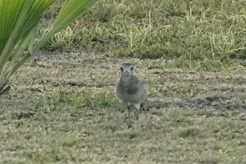 Pacific Golden-Plover - ML646168292