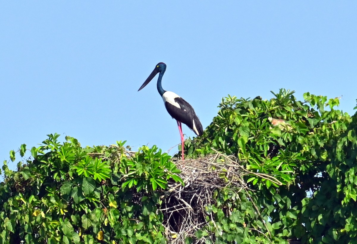 Black-necked Stork - ML646168293