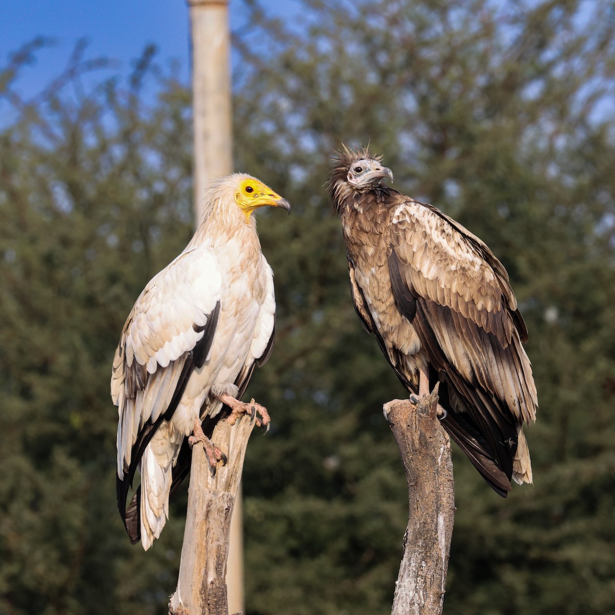 Egyptian Vulture - ML646168294