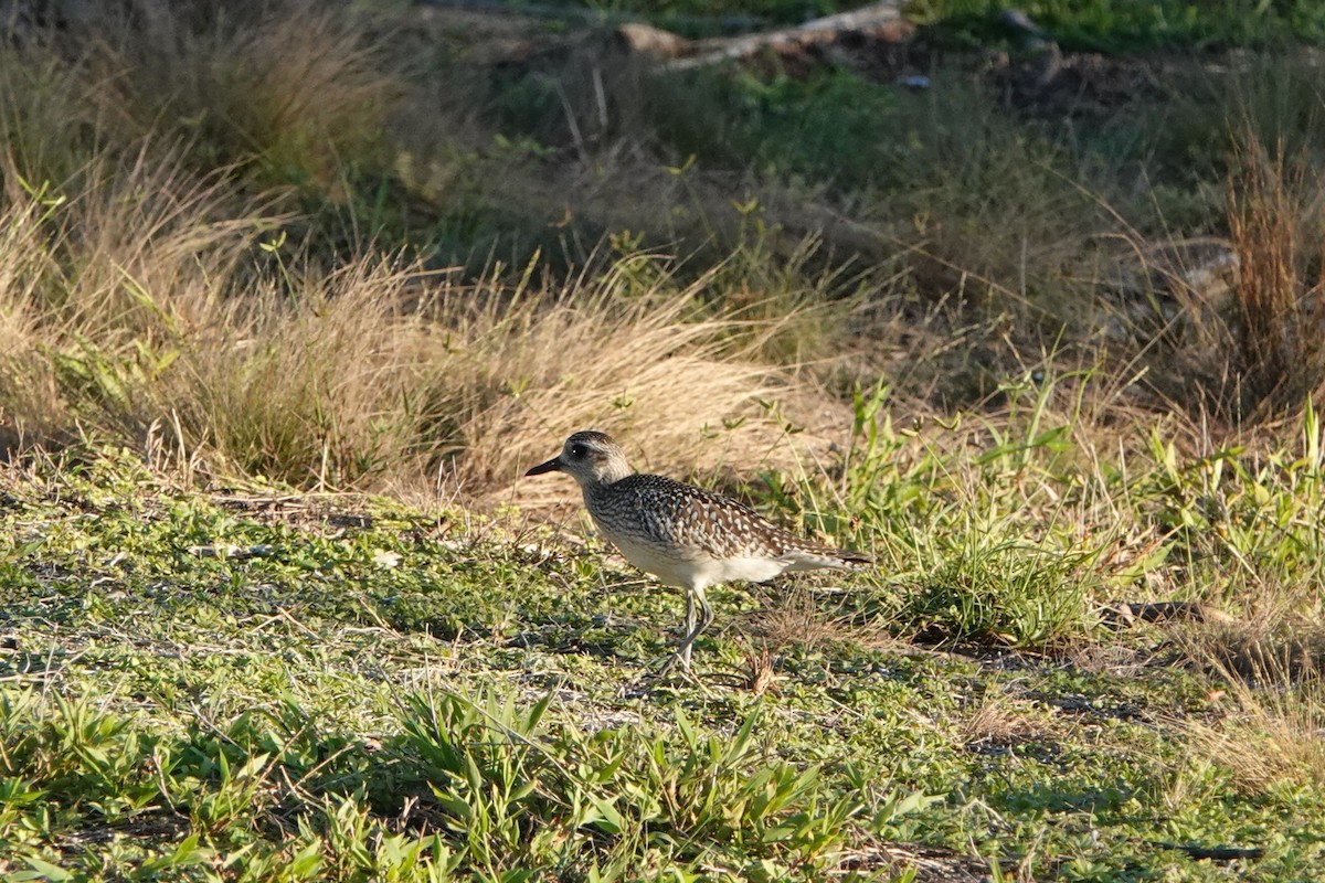 Black-bellied Plover - ML646168295
