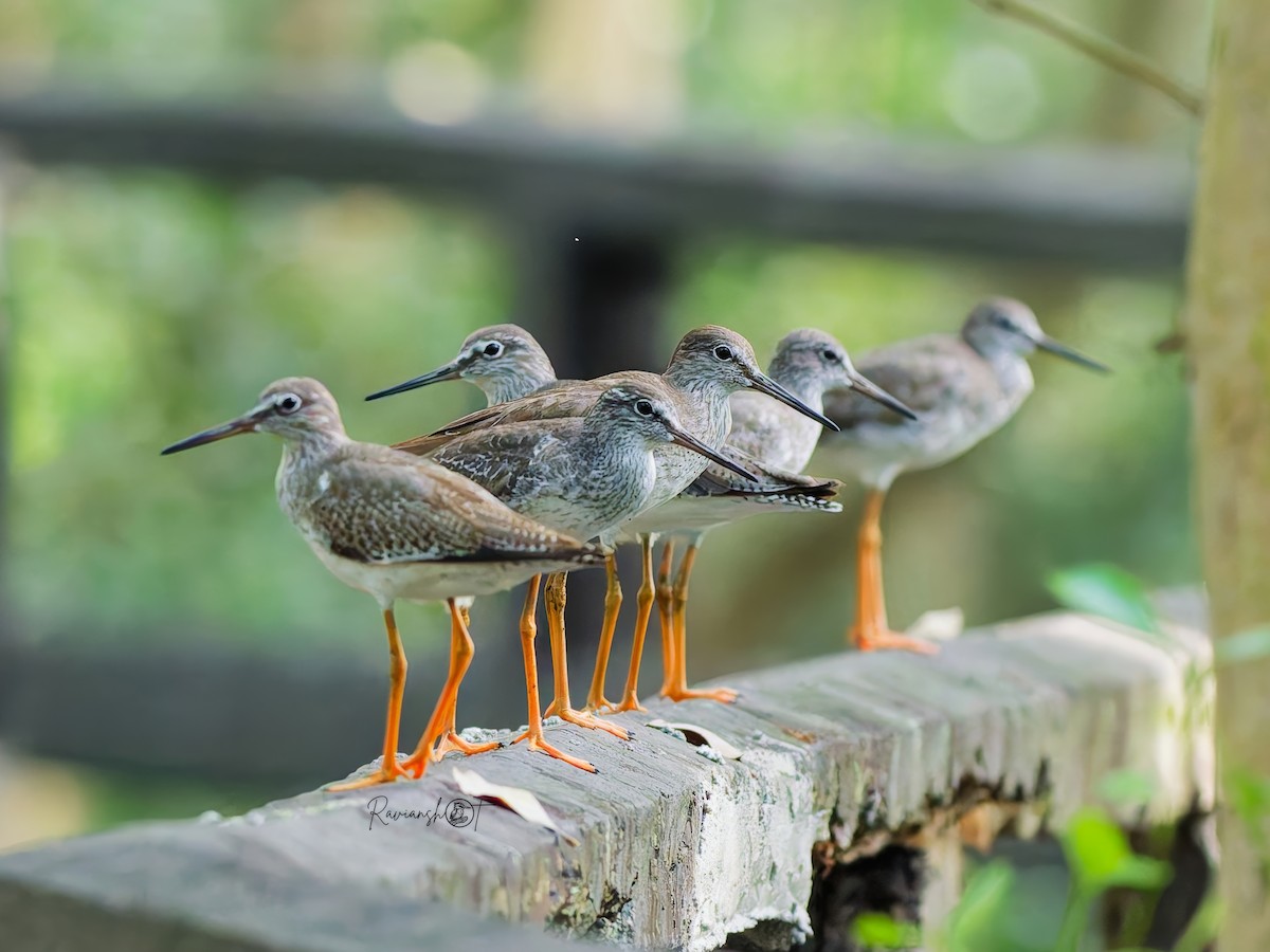 Common Redshank - ML646168296