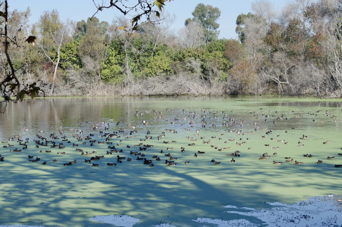 American Wigeon - ML646168297