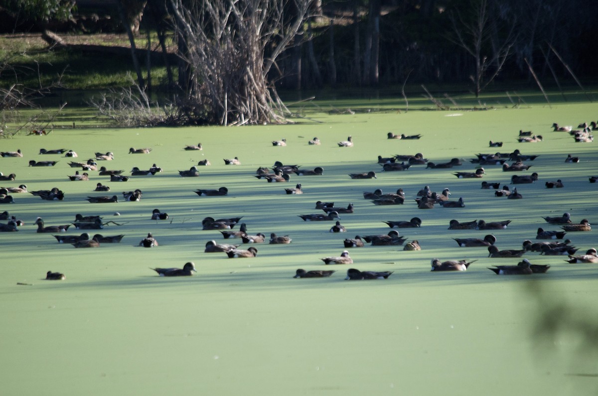 American Wigeon - ML646168298